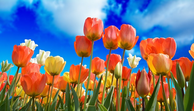 Sådan dyrker du et smukt og frodigt tulipantræ i din have