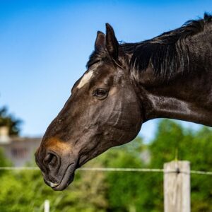 Spåner vs. Halm: Hvilken strøelse vinder til hestene?