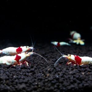 Fra yngel til voksen: Udviklingen hos amano rejer trin for trin