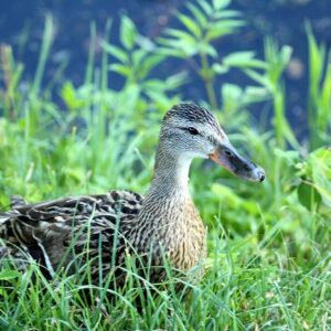 De mest brugte ord i danske krydsord – og deres betydning