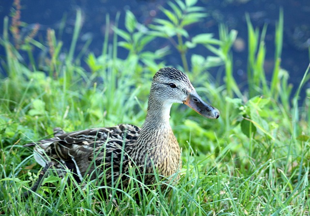 De mest brugte ord i danske krydsord – og deres betydning
